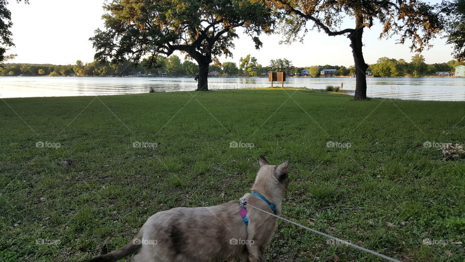 adventure cat exploring the lake