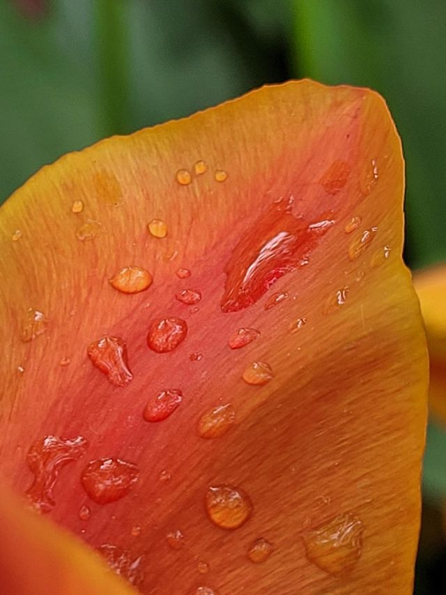 Drops of water on an orange flower petal