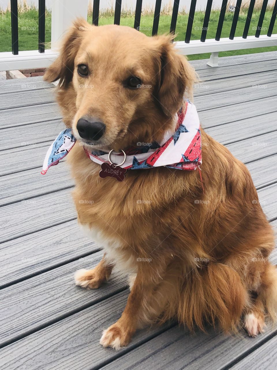 Rescue doggo, Audrey Pearl, is sitting pretty with a patriotic scarf.