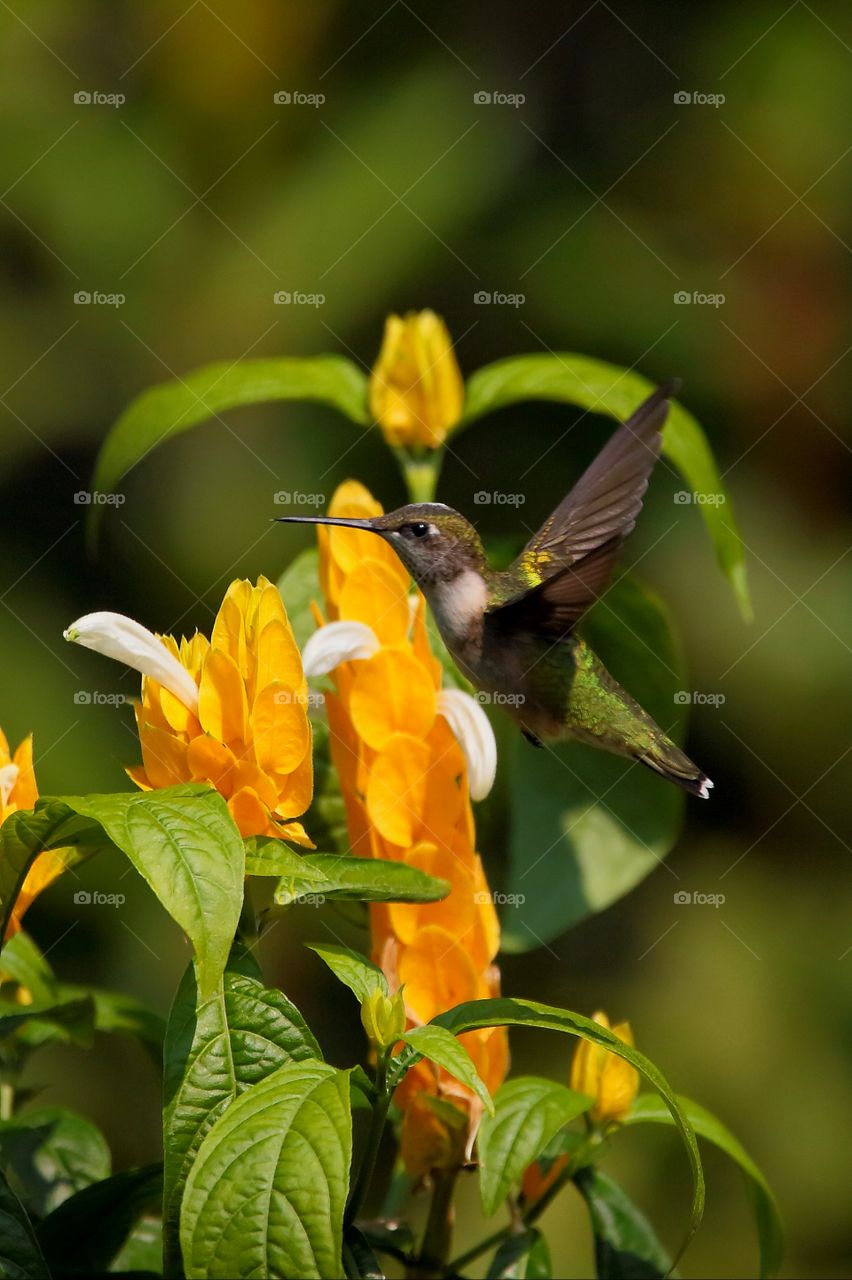 hummingbird  and golden shrimp plant