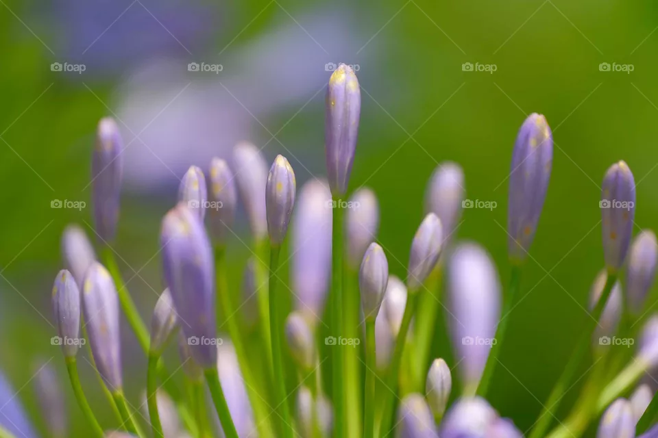 purple color flowers