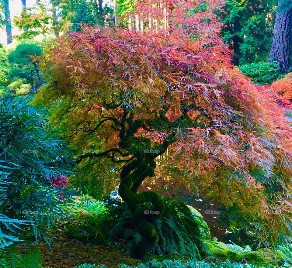 Fall Colors on Bainbridge Island