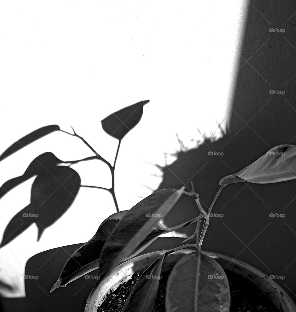 house plants and shadows on a wall beautiful texture background