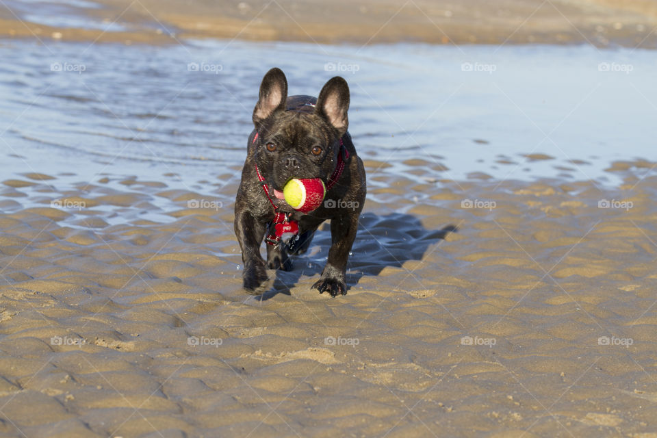 Dog brings back the ball