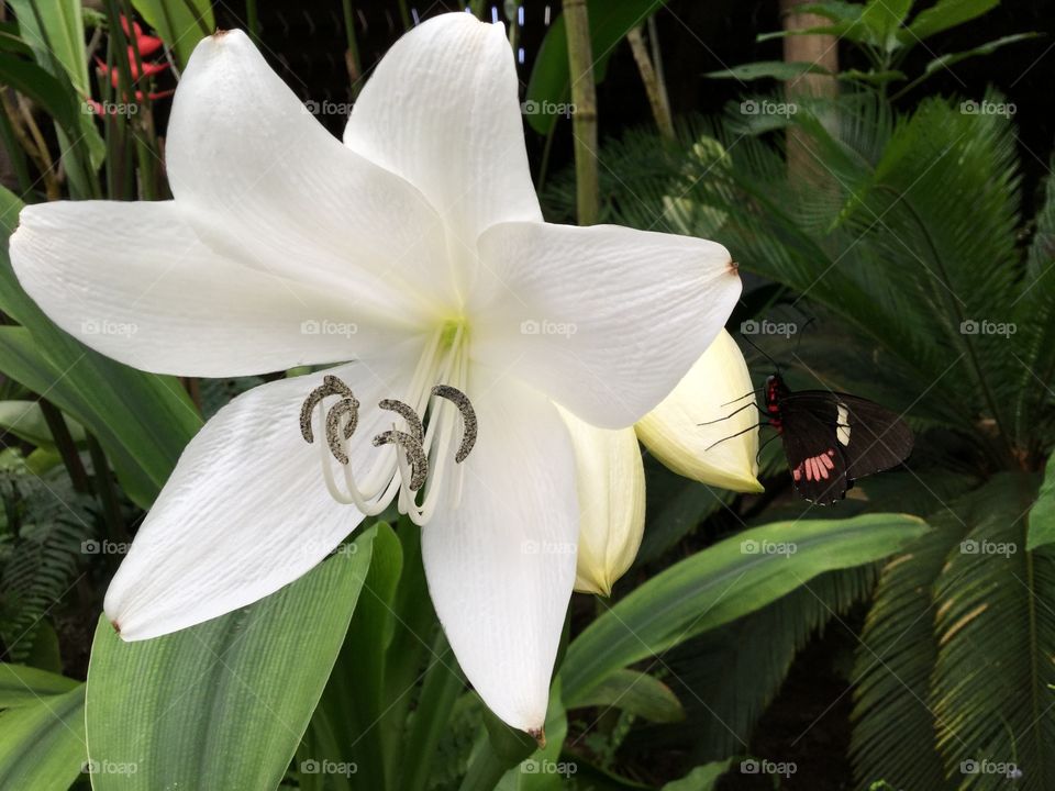 White flower Lily and butterfly