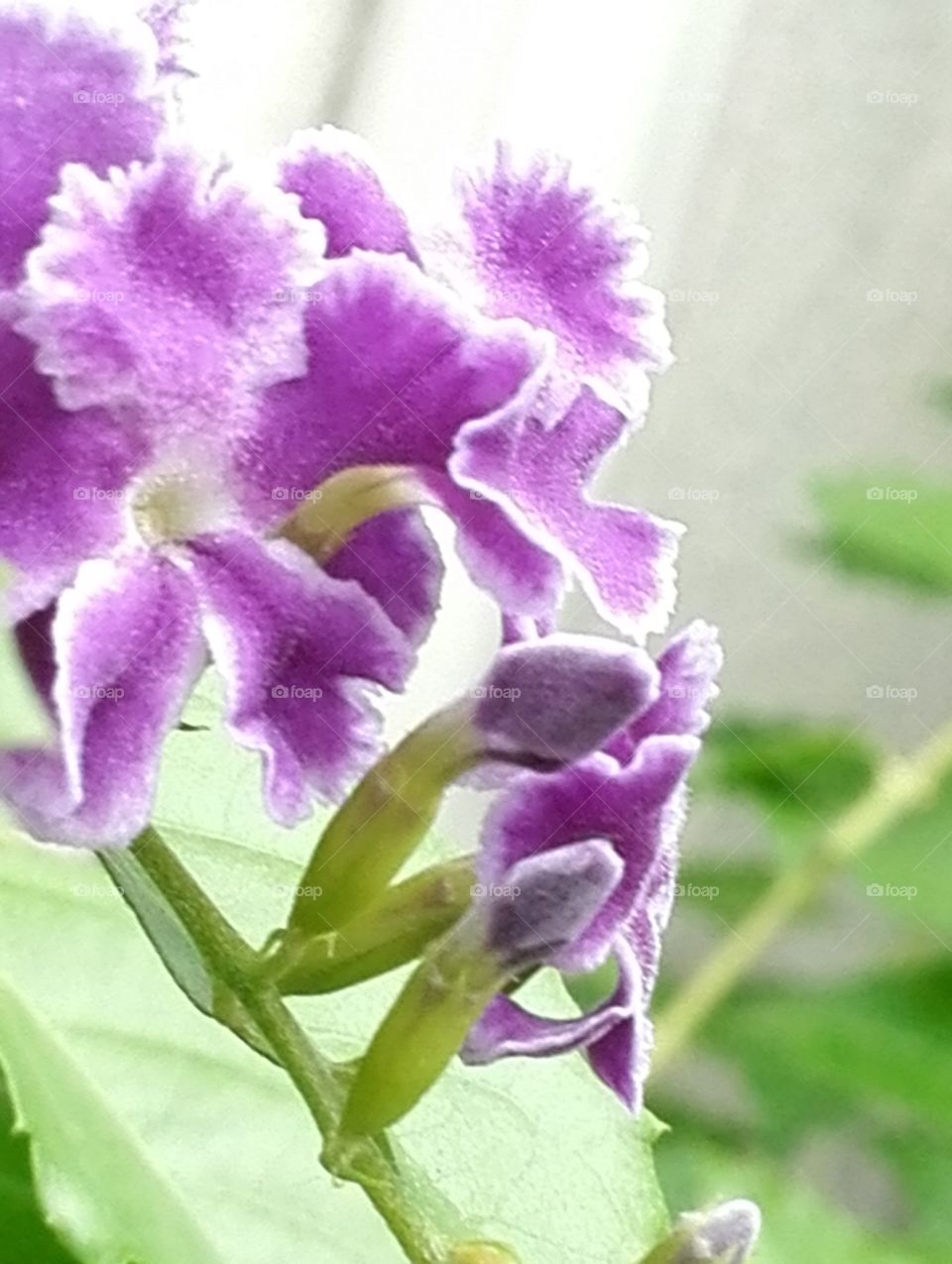 Duranta flower and bud