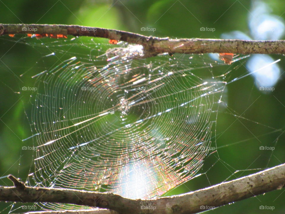 Spider Web