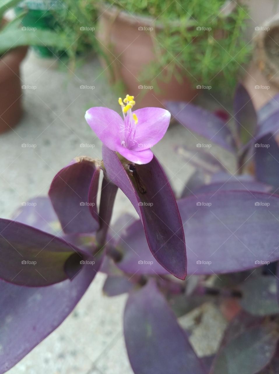 Lilly pink flower seasonal fresh shurb small size looks very beautiful generally found everywhere