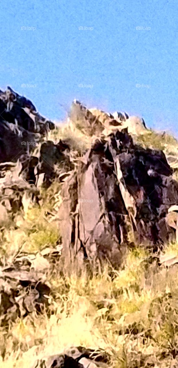 Desert plants turning golden yellow as Fall begins