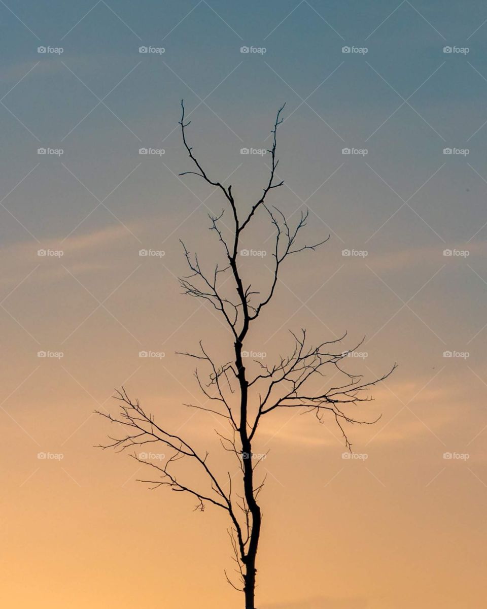 Single, bare tree looking like cracks in the sky.