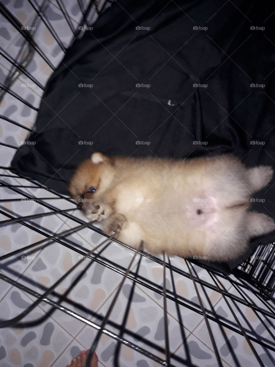 small  lovely puppy lie on his back comfortably.