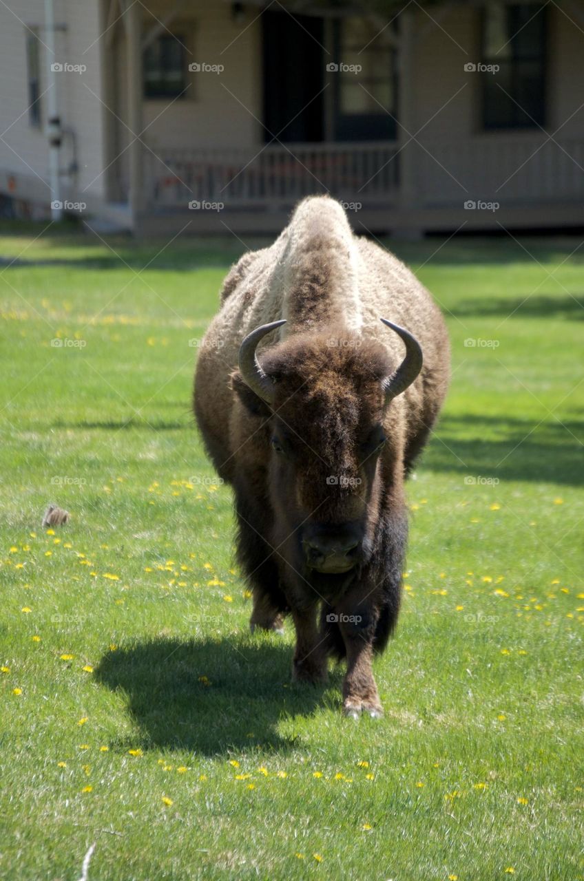 A bison walks toward the camera while in a grassy field on a sunny day