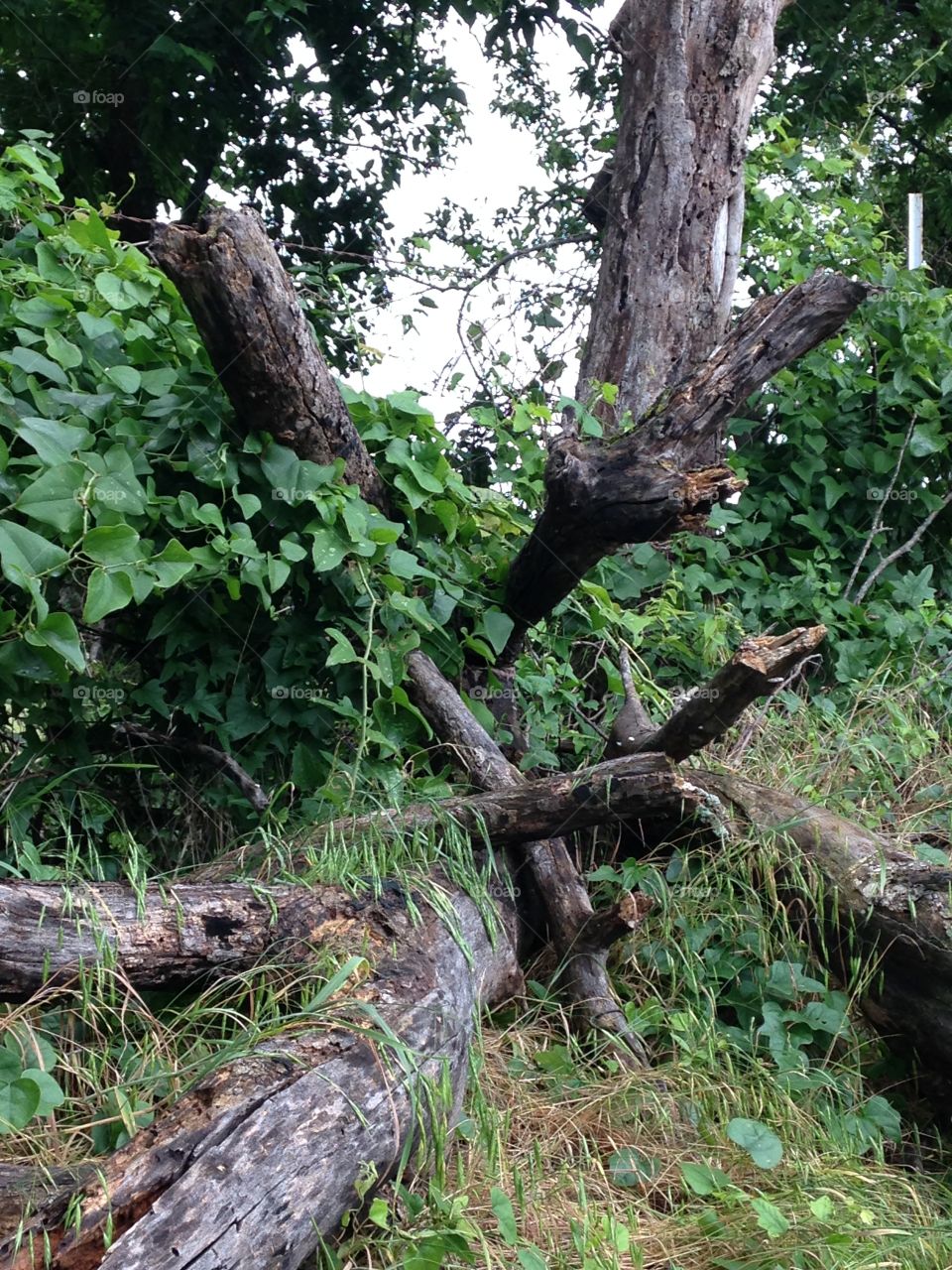 Fallen trees. Trees that have fallen