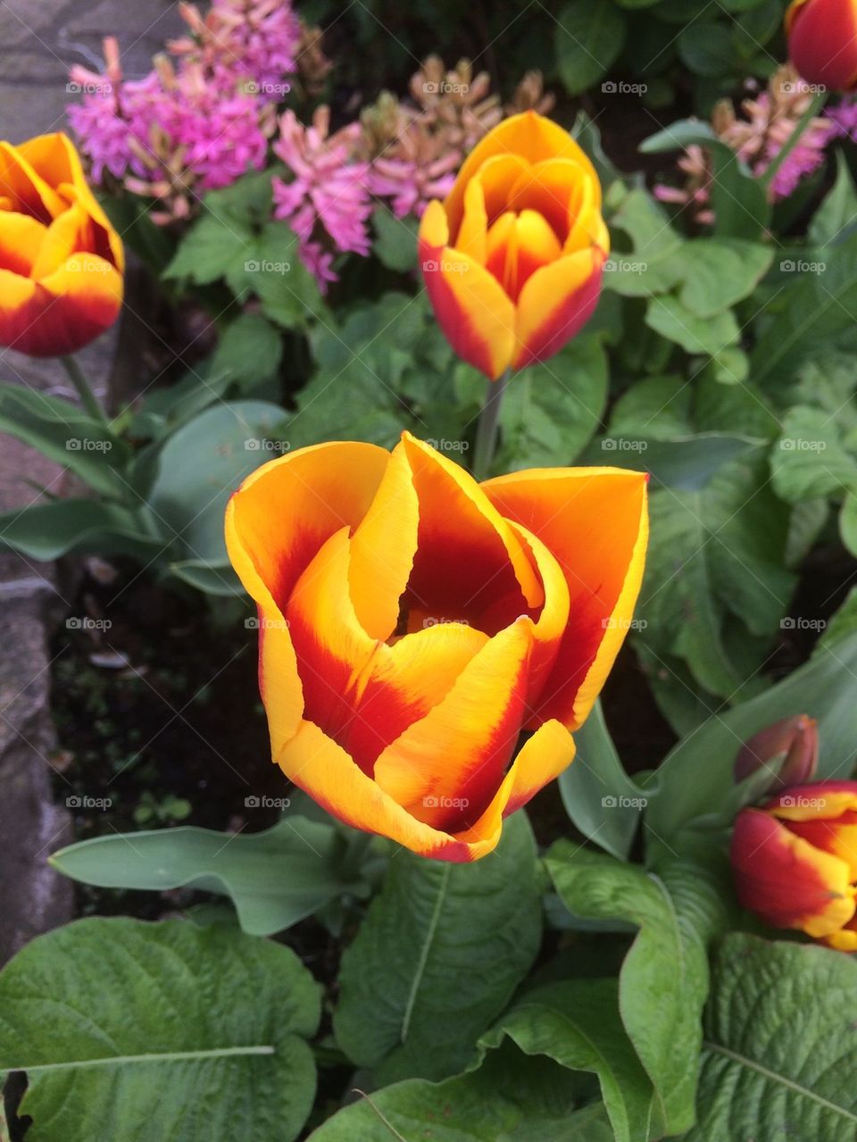Amsterdam tulip