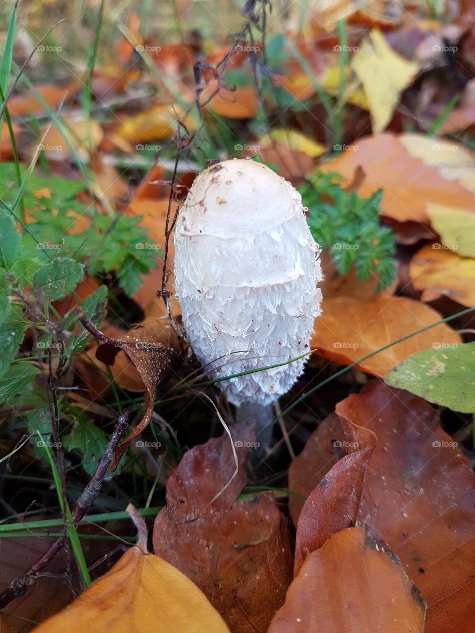 coprinus fungus