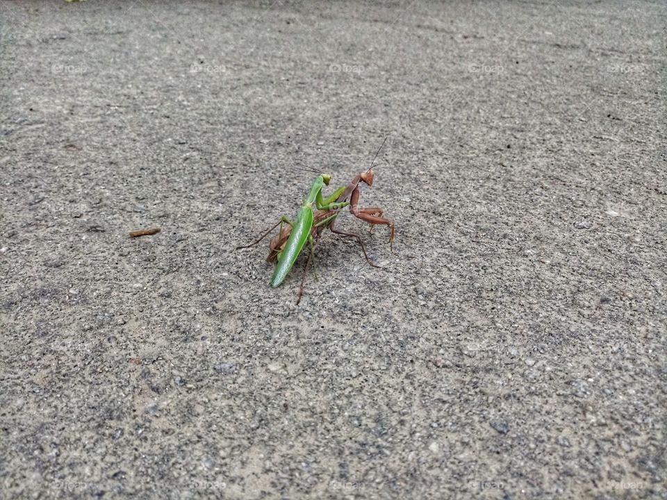 mantis