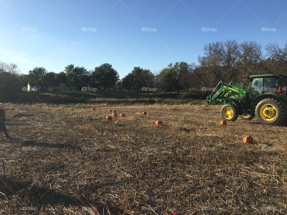Pumpkins in a pumpkin patch on a farm in Iowa - the Midwest United States on Halloween. Grateful and thankful. Thanksgiving. 