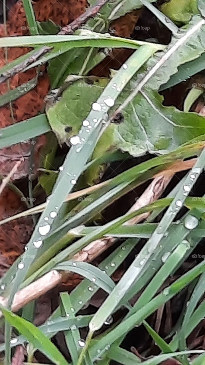 garden after rain- drops of dew on blades of grass