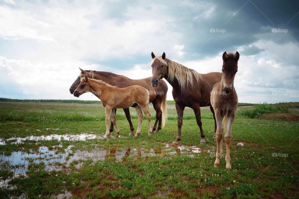 Family horses