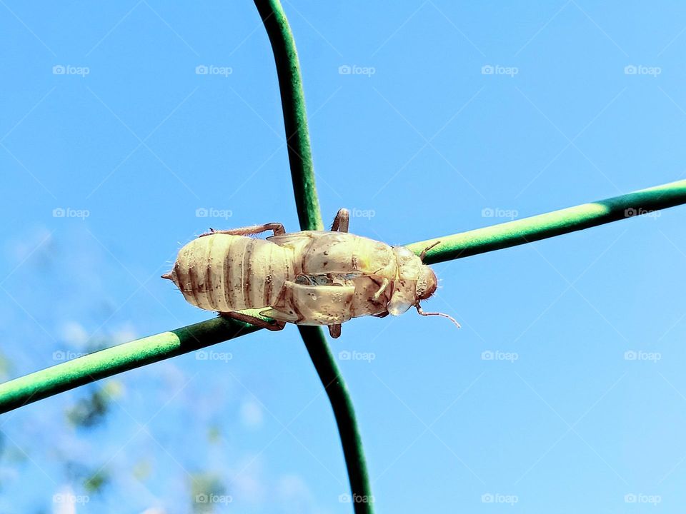 Close up of an empty cicada shell on the fence with blue sky background.A full molting cicada slough on the fence.Cicada ecdysis, periostracum cicadae, cicadae periostracum or chantui.