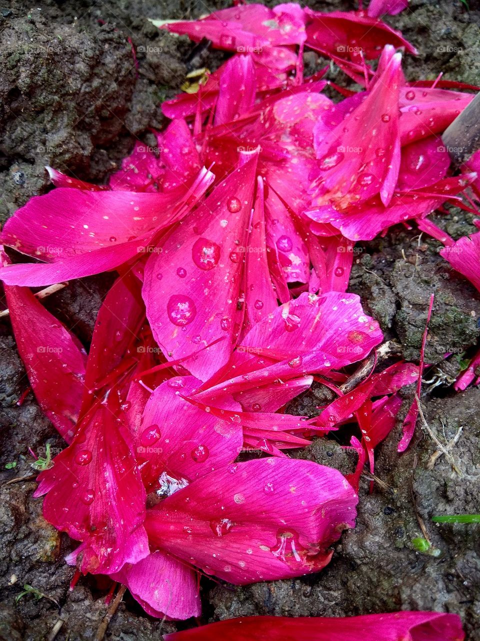 Peony petals. Raindrops.