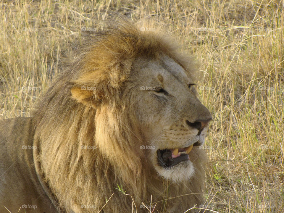 face mammals animals lion by rom_freiman