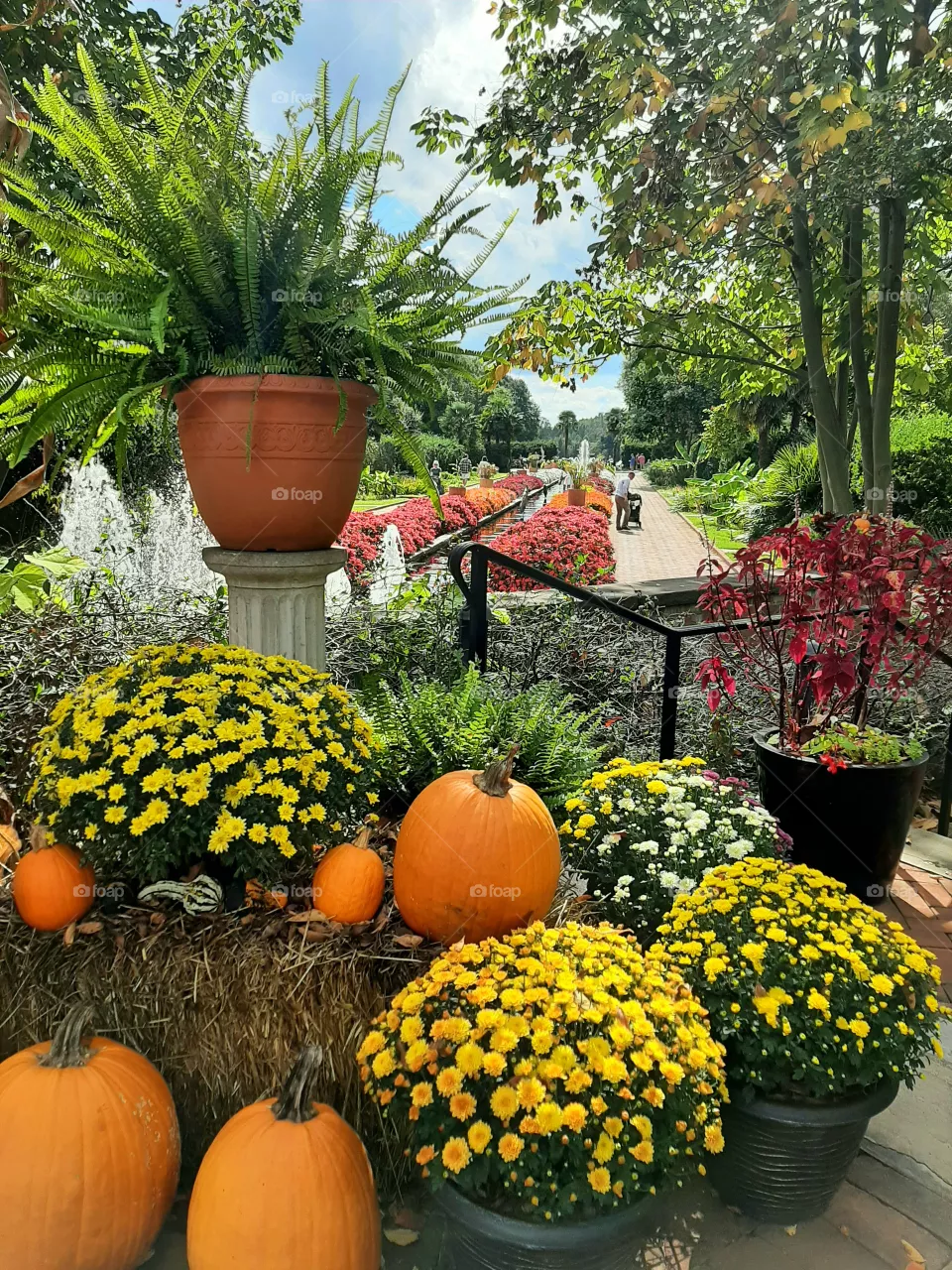 Autumn in garden