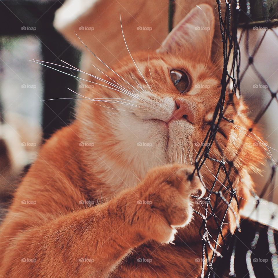 My lovely cat  play with net