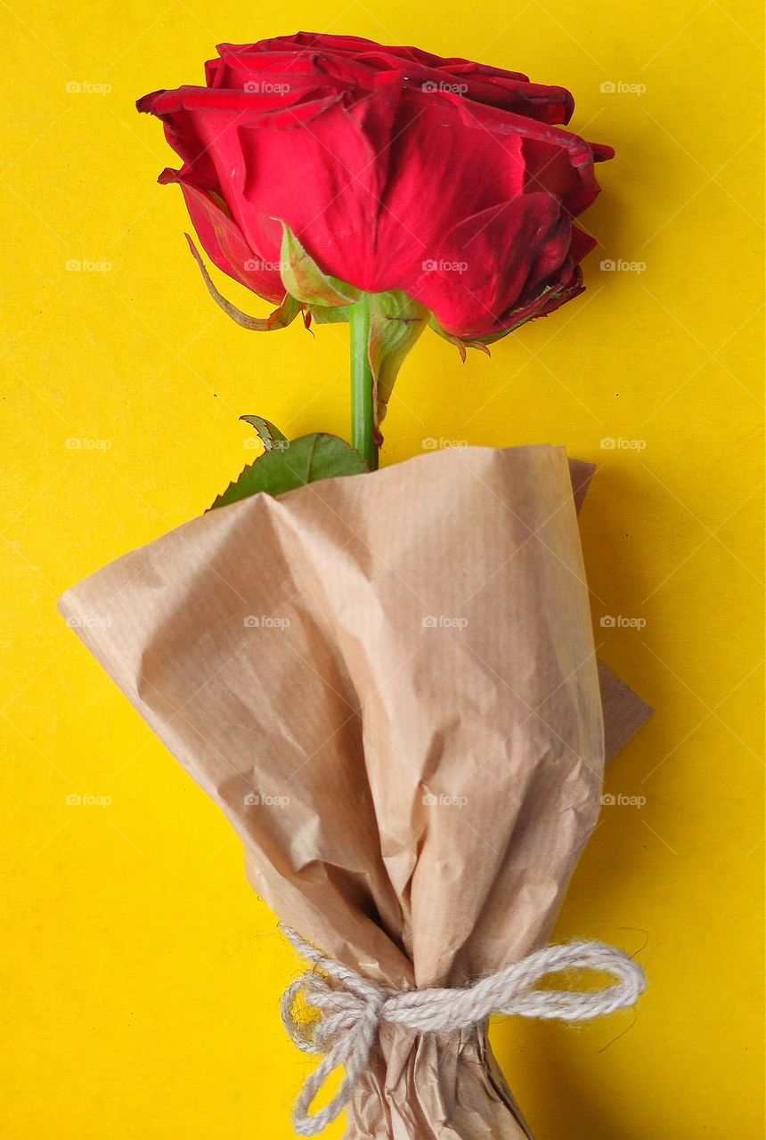 Plants.  On a yellow background is a red rose wrapped in parchment paper