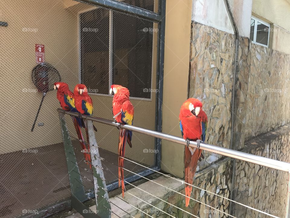 Another day in Parrot-dise
