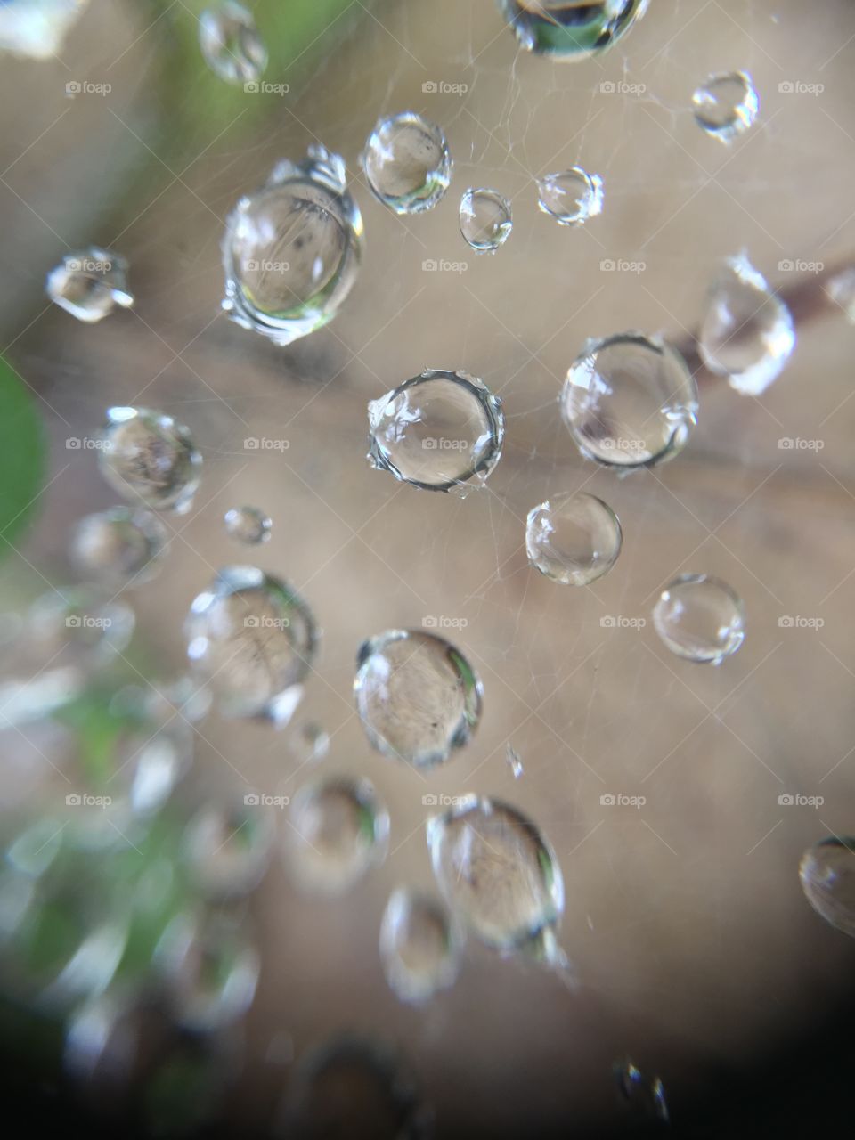 Macro water droplets on spider web