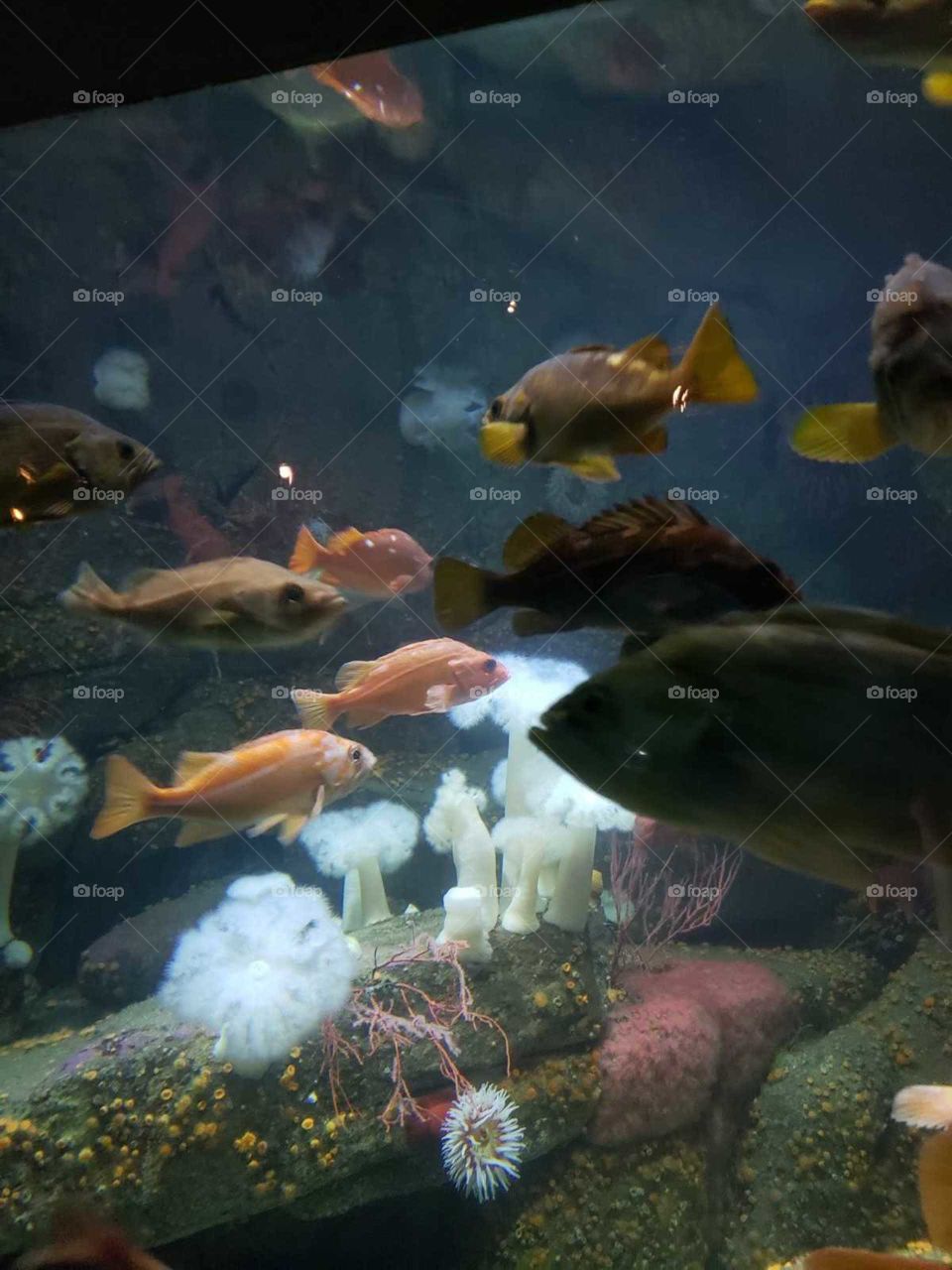 fish at the aquarium