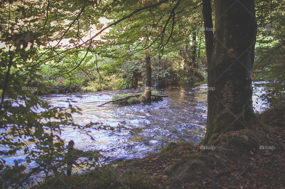 River in the woods