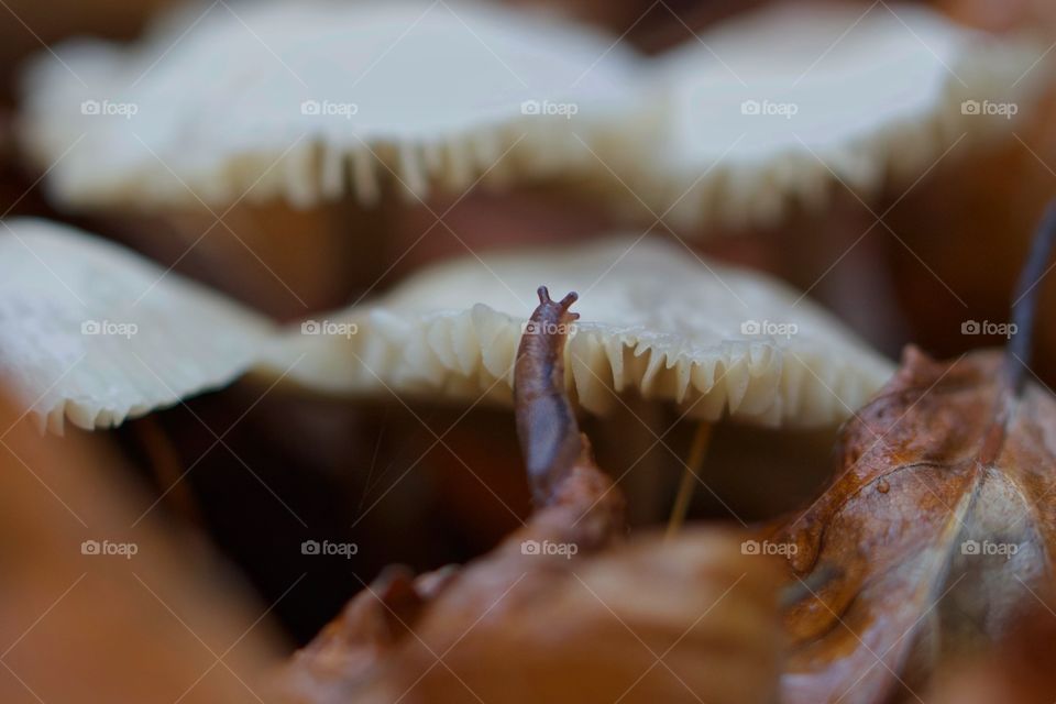 Close-up of wild mushrooms