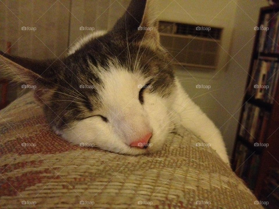 My Cat Ramesses sleeping 