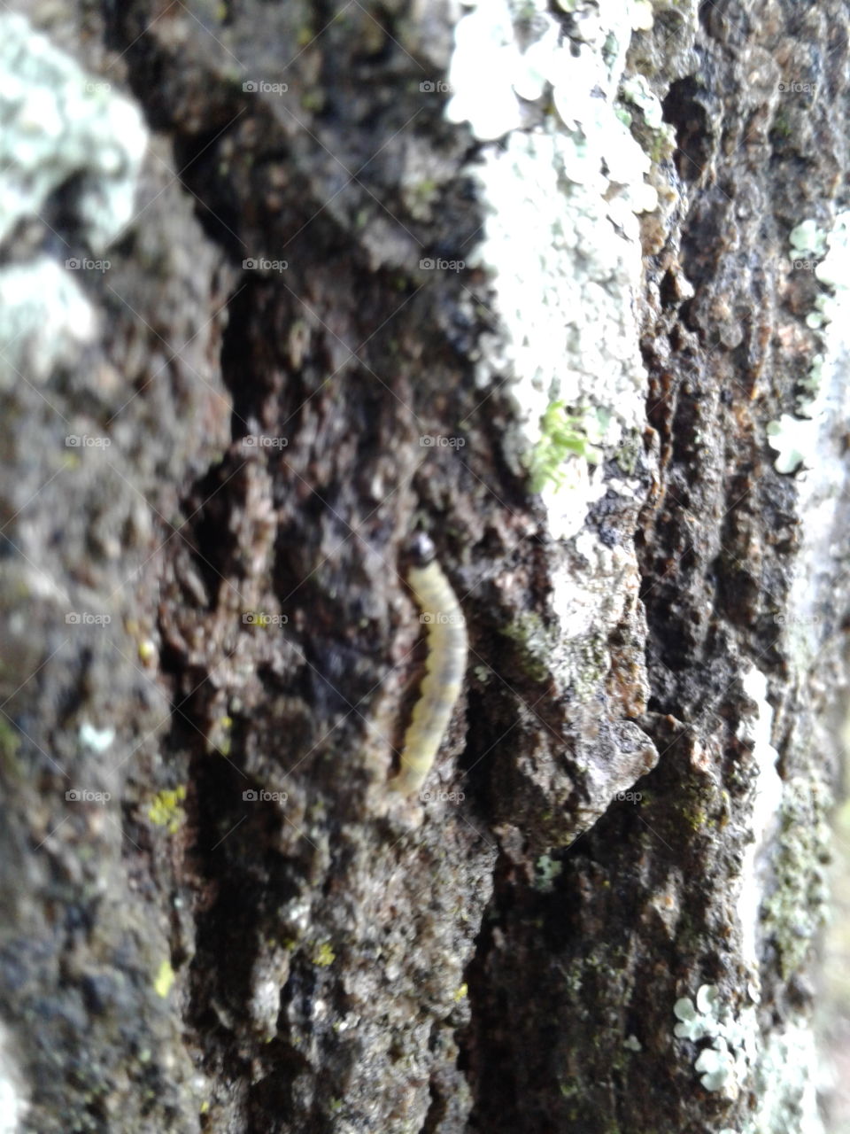 Bark, Tree, Nature, Trunk, Wood