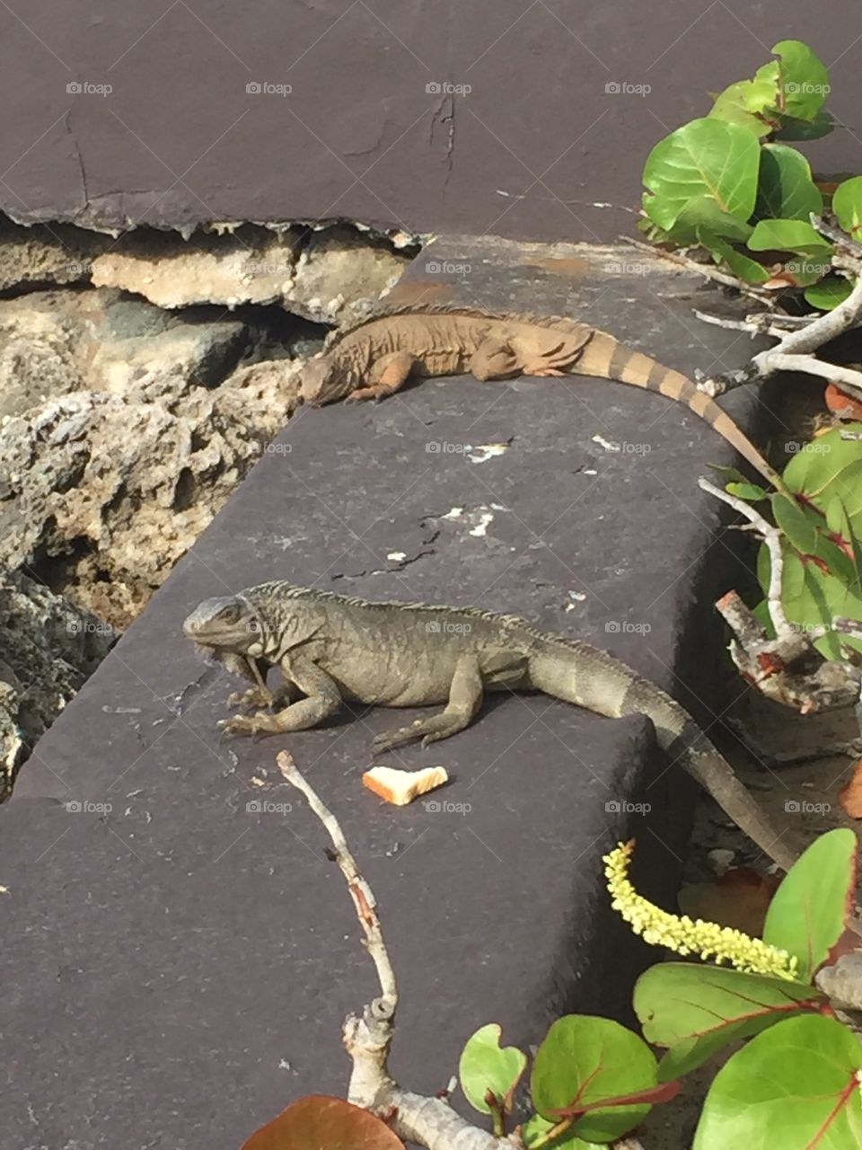 Iguana Pals. Found these two in Puerto Rico outside of San Juan