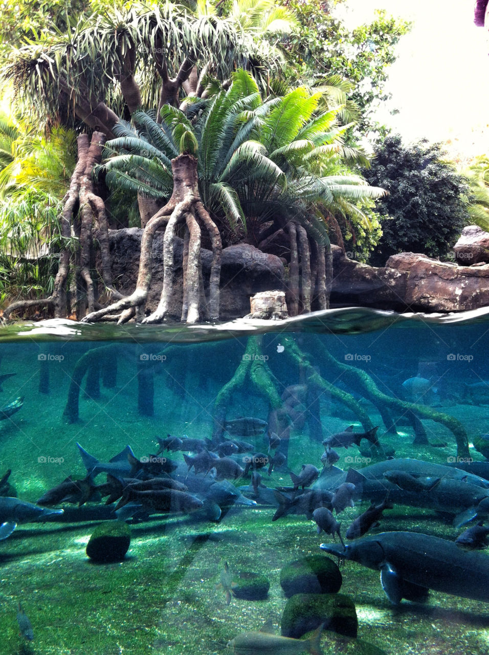 fish palm trees aquarium underwater by inmacasado