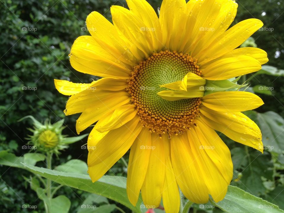 Boy Scout salute sunflower