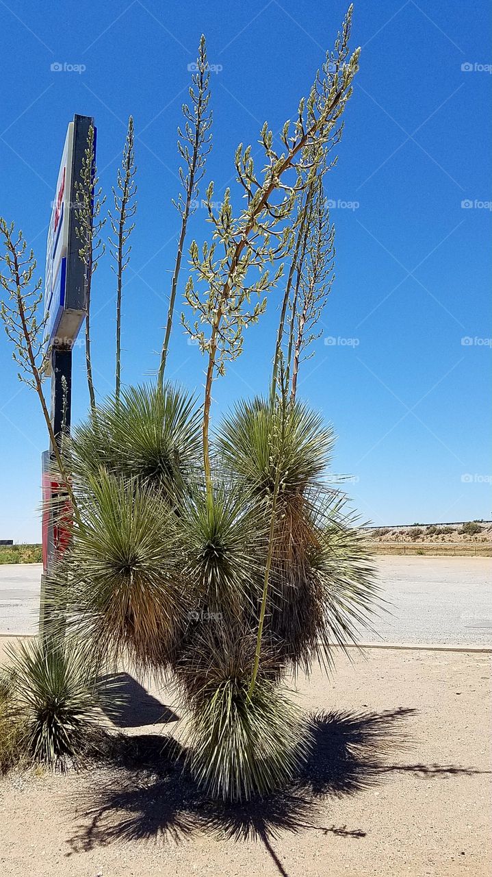 a yucca Tree in New Mexico