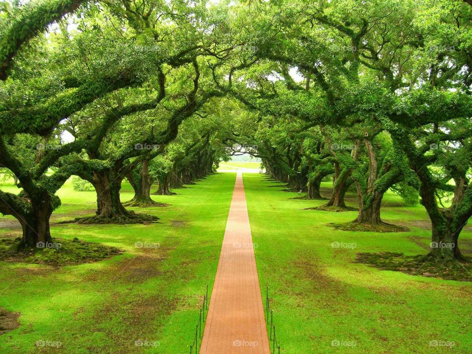 Entrada de Verde