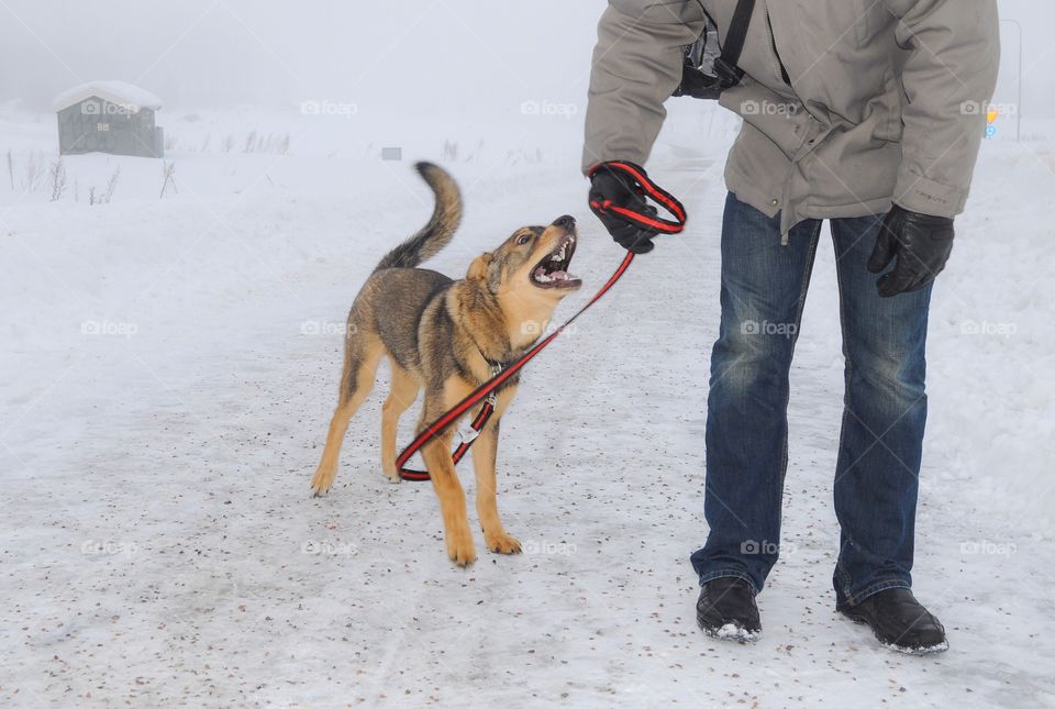 Pet owner with his dog