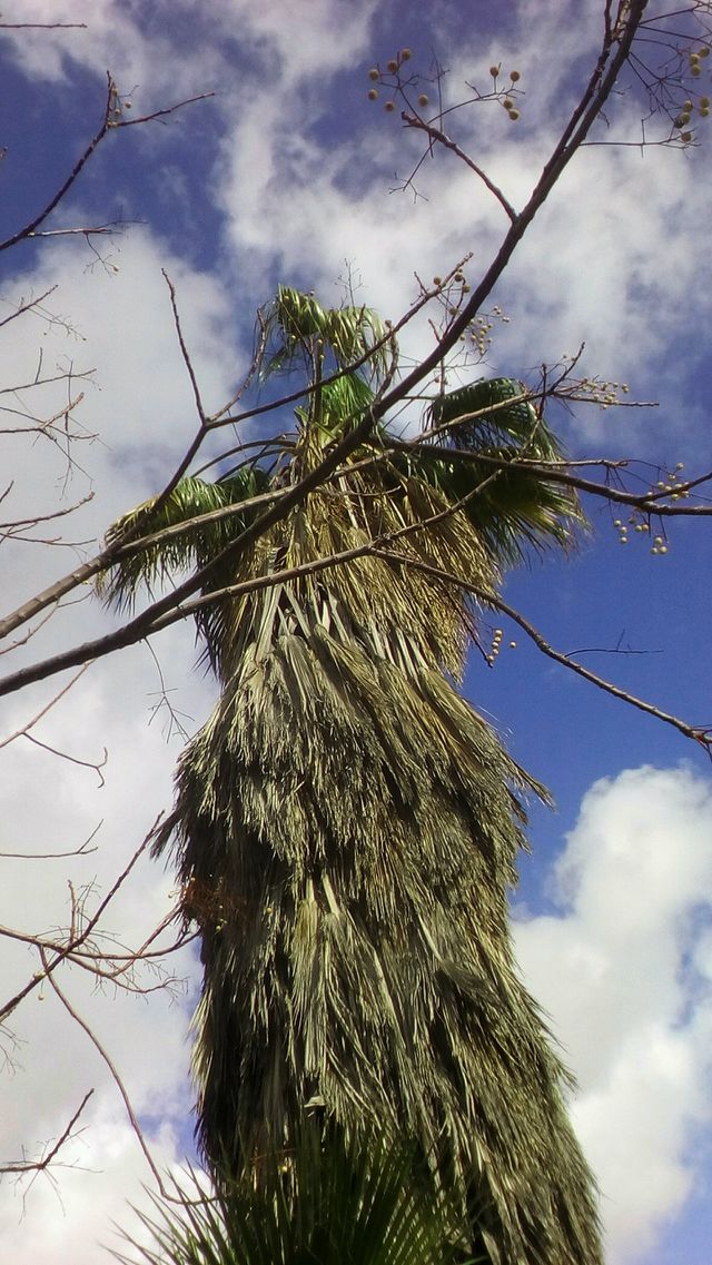 Tropical tree