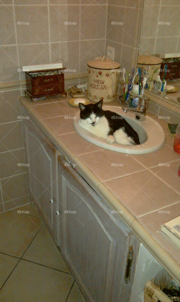 chat dans un lavabo