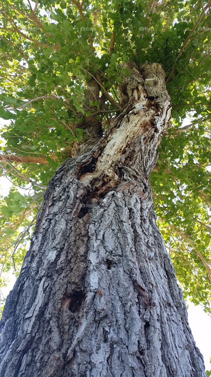 tree trunk. tree at the park