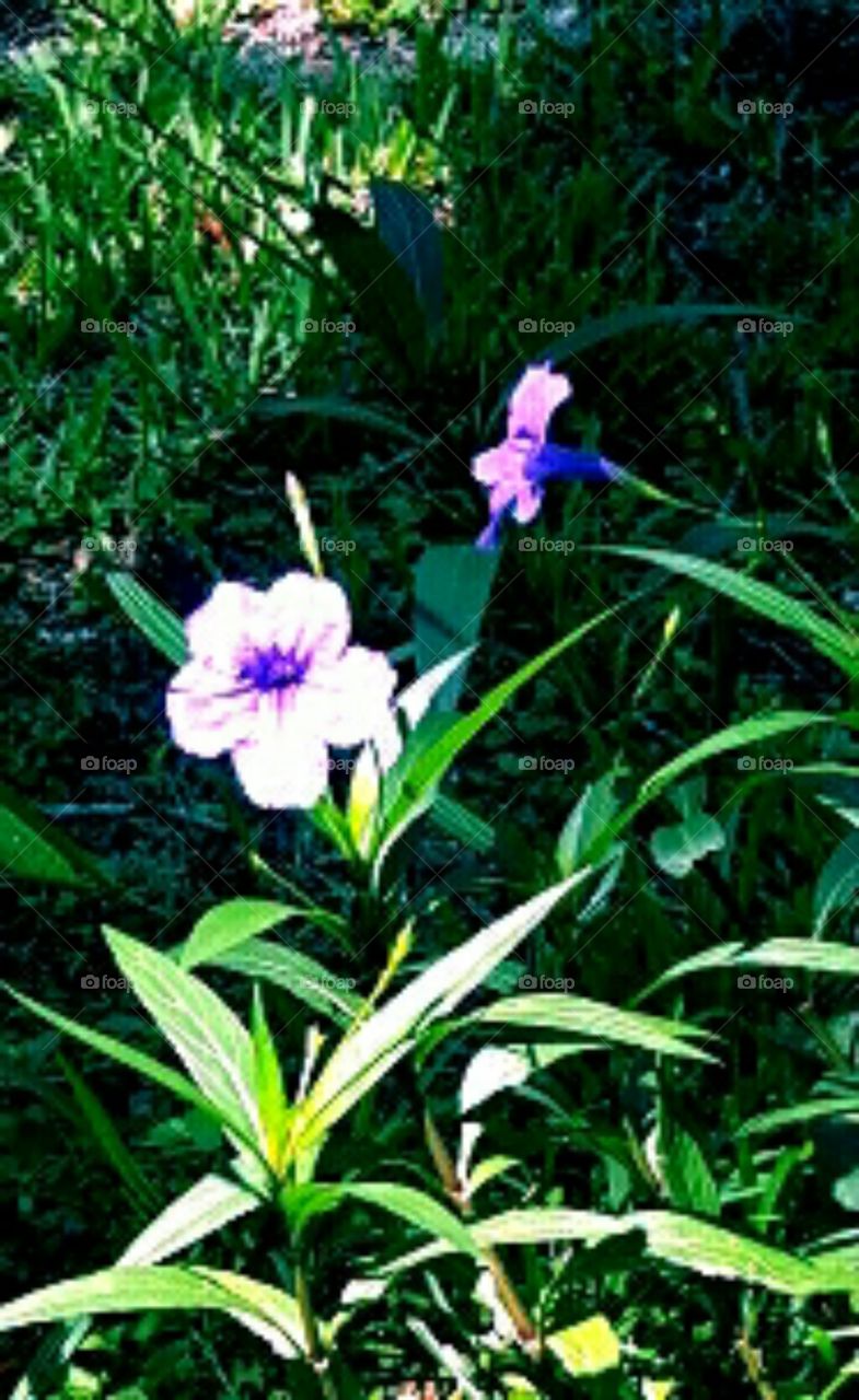 purple ruellia