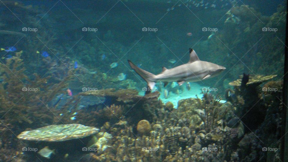 white tip reef shark. Baltimore aquarium 