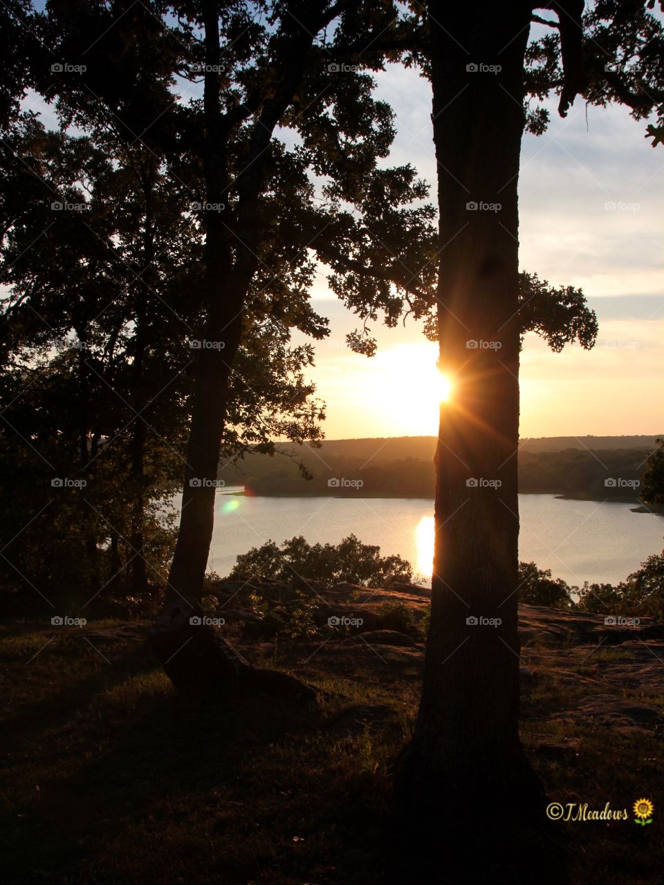 At the lake saw the sun setting shooting rays off the tree! 