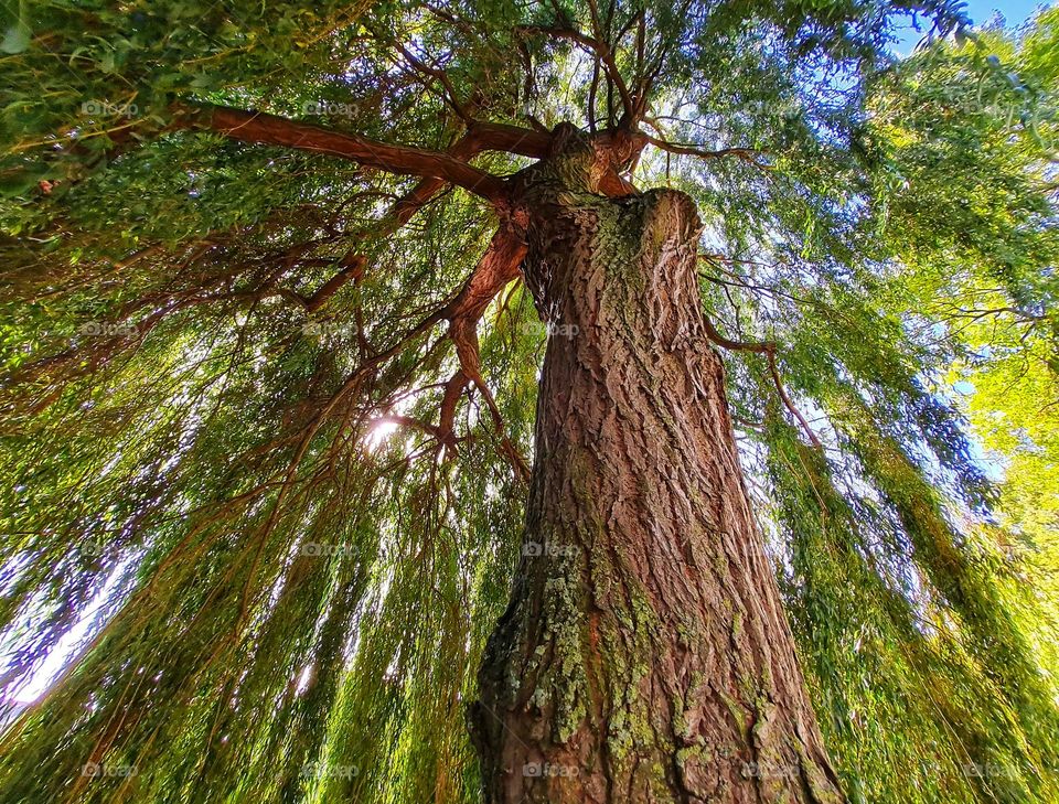 The powerful and mysterie " woman" of the wood .