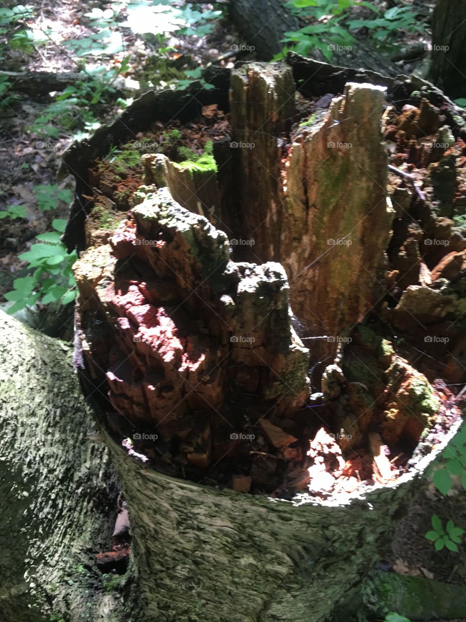 Wood, Tree, Nature, Environment, No Person